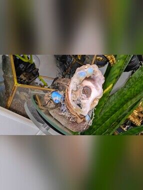 Seashell w/ Opalite Crystals & Artificial Moss